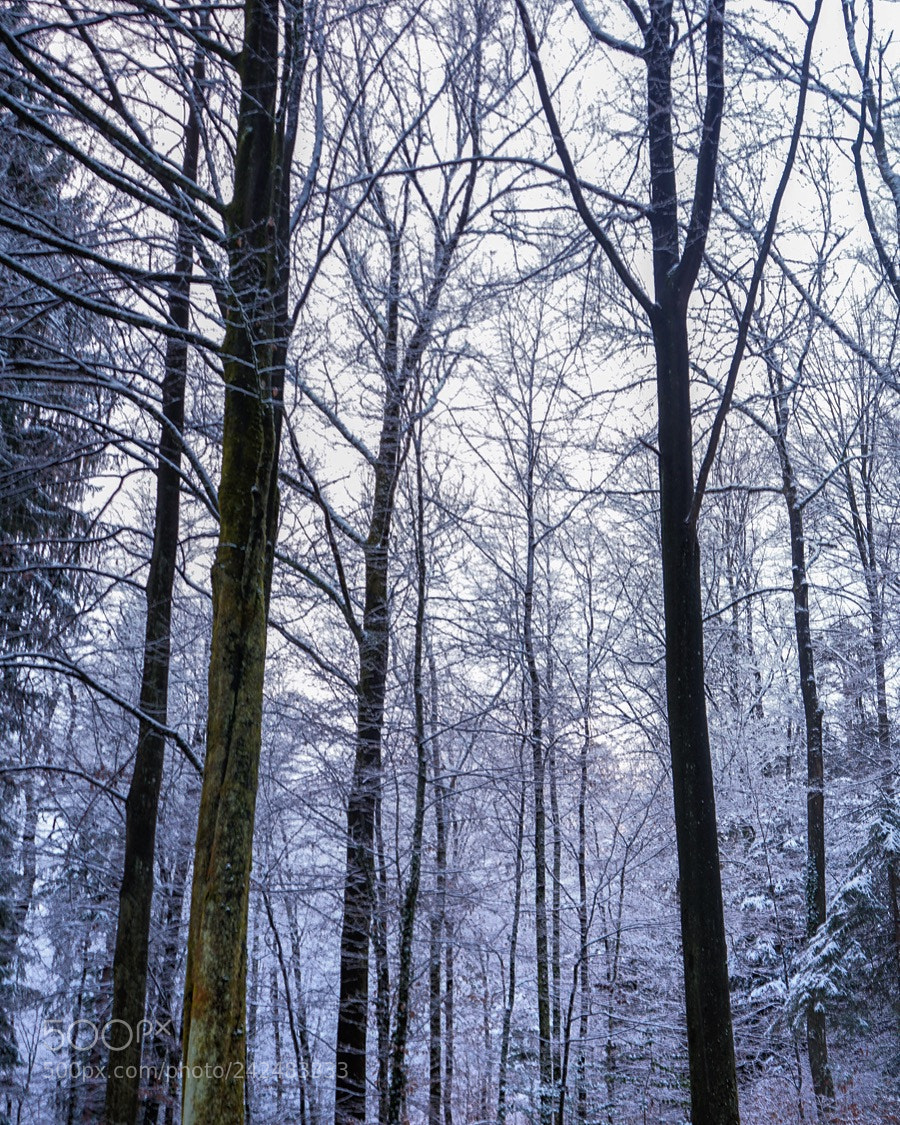 Sony a7 II sample photo. Let it snow photography