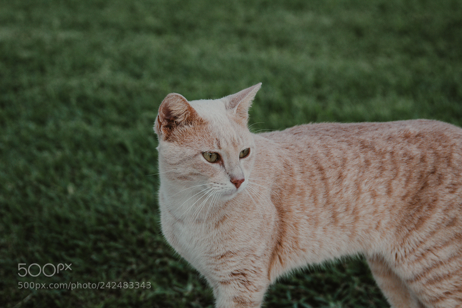 Canon EOS 1300D (EOS Rebel T6 / EOS Kiss X80) sample photo. Kitten photography