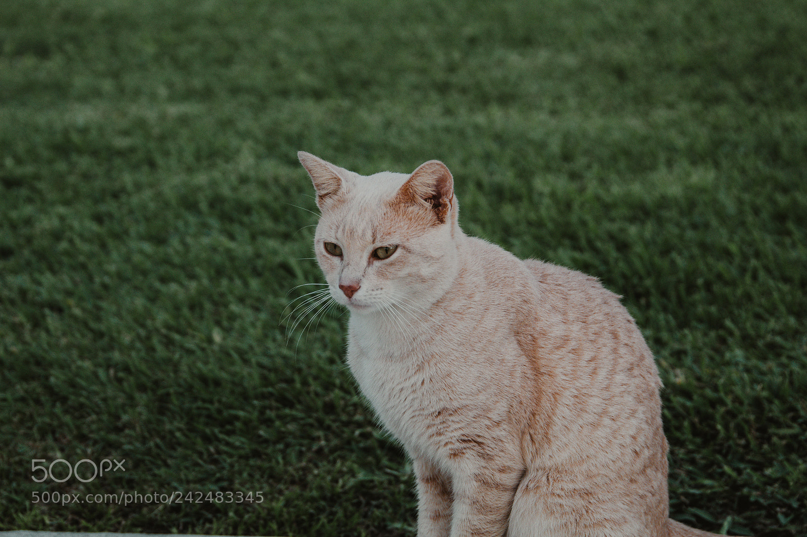 Canon EOS 1300D (EOS Rebel T6 / EOS Kiss X80) sample photo. Kitten photography