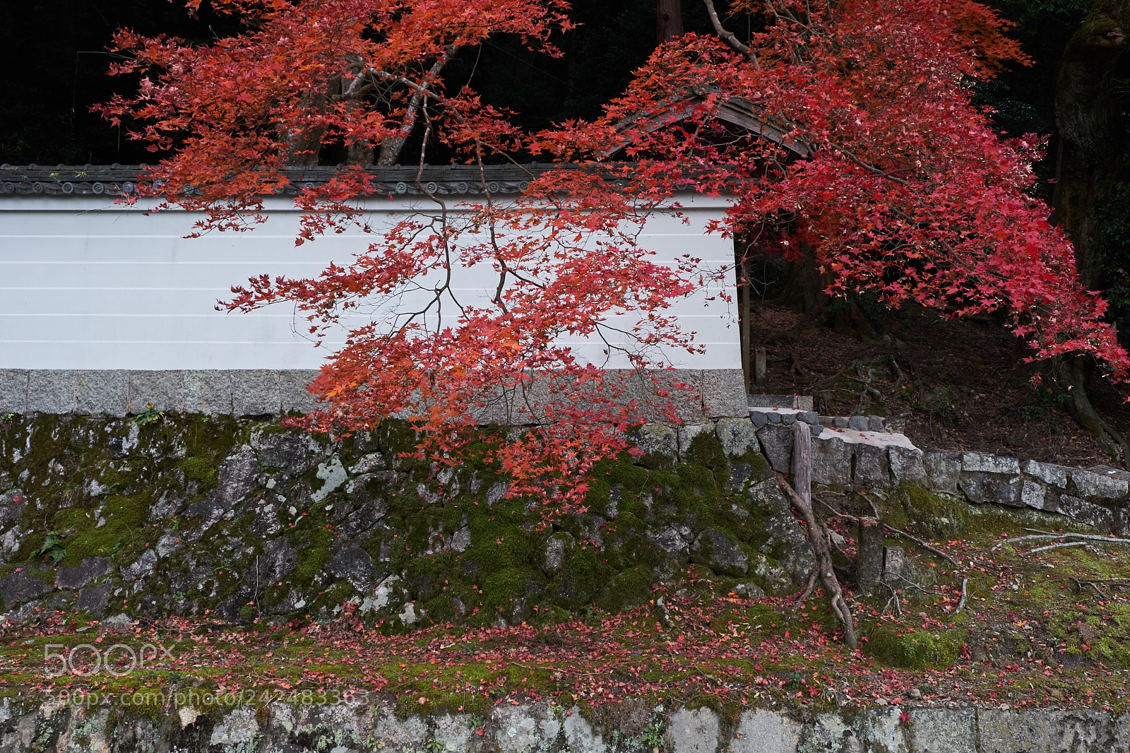 Fujifilm X-T20 sample photo. Philosopher's path photography
