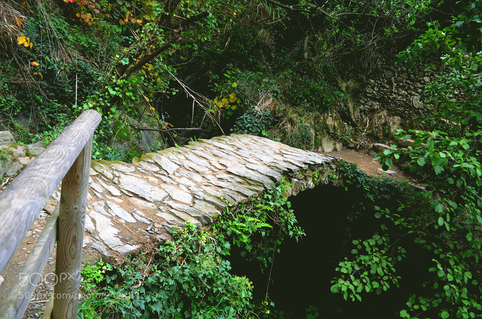 Nikon D5100 sample photo. Mysterious woods photography