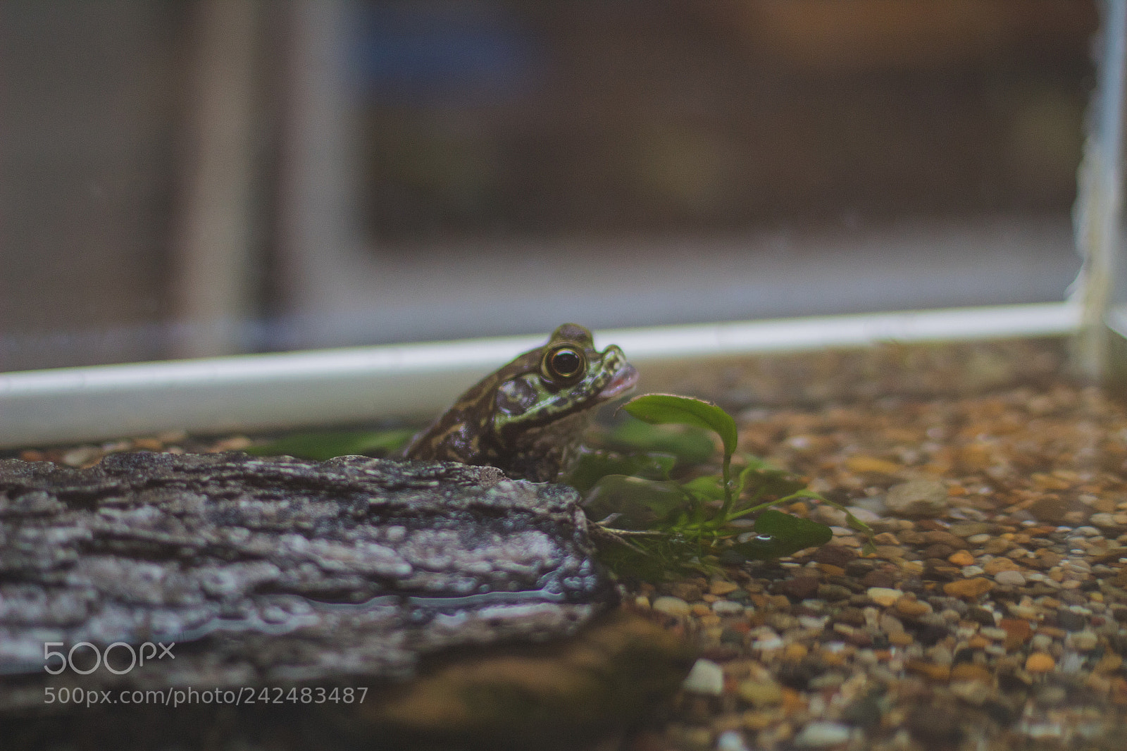 Canon EOS 1300D (EOS Rebel T6 / EOS Kiss X80) sample photo. Frog photography