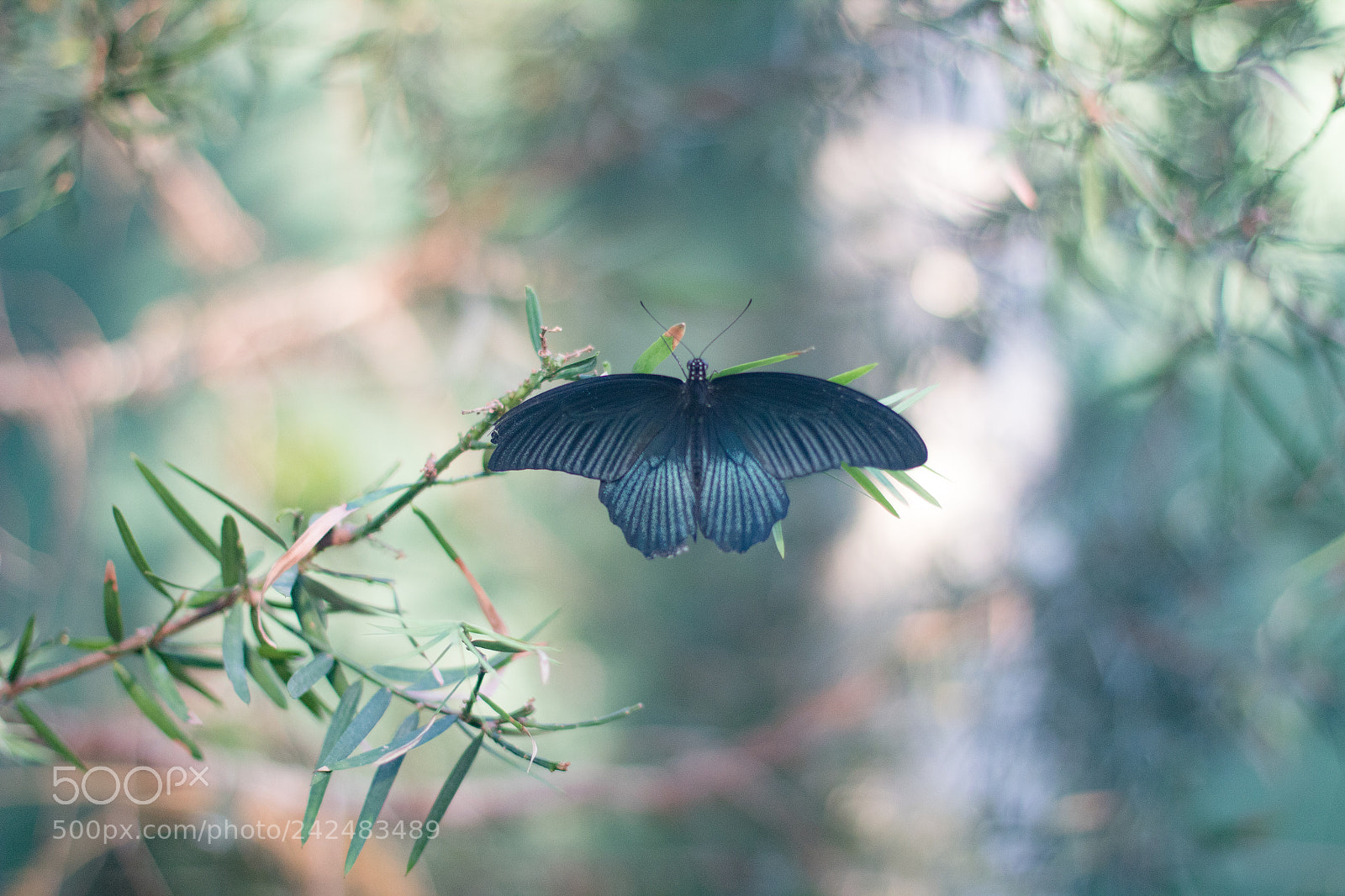 Canon EOS 1300D (EOS Rebel T6 / EOS Kiss X80) sample photo. Butterfly ii photography