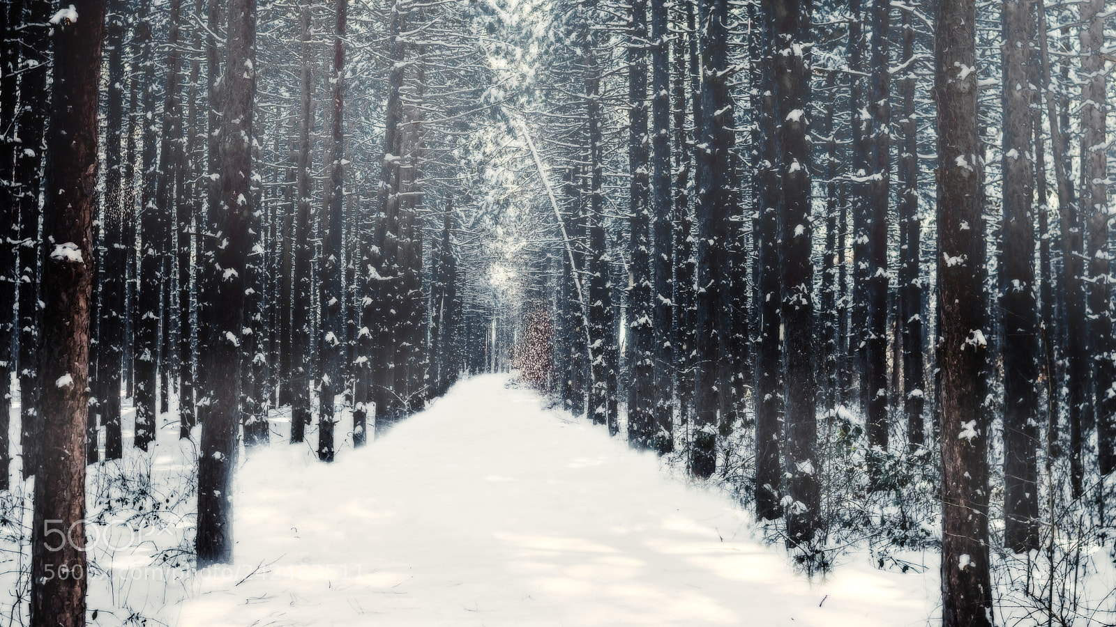 Nikon D3200 sample photo. Dreamy woods photography