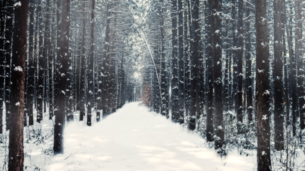Dreamy woods by Milen Mladenov on 500px.com