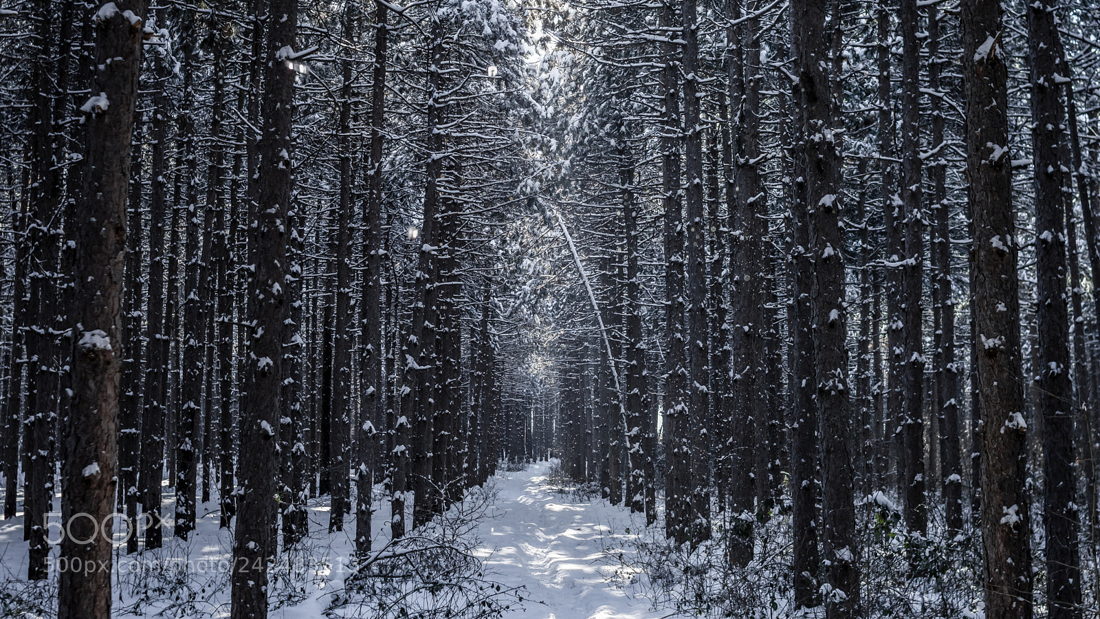 Nikon D3200 sample photo. Winter pine forest photography