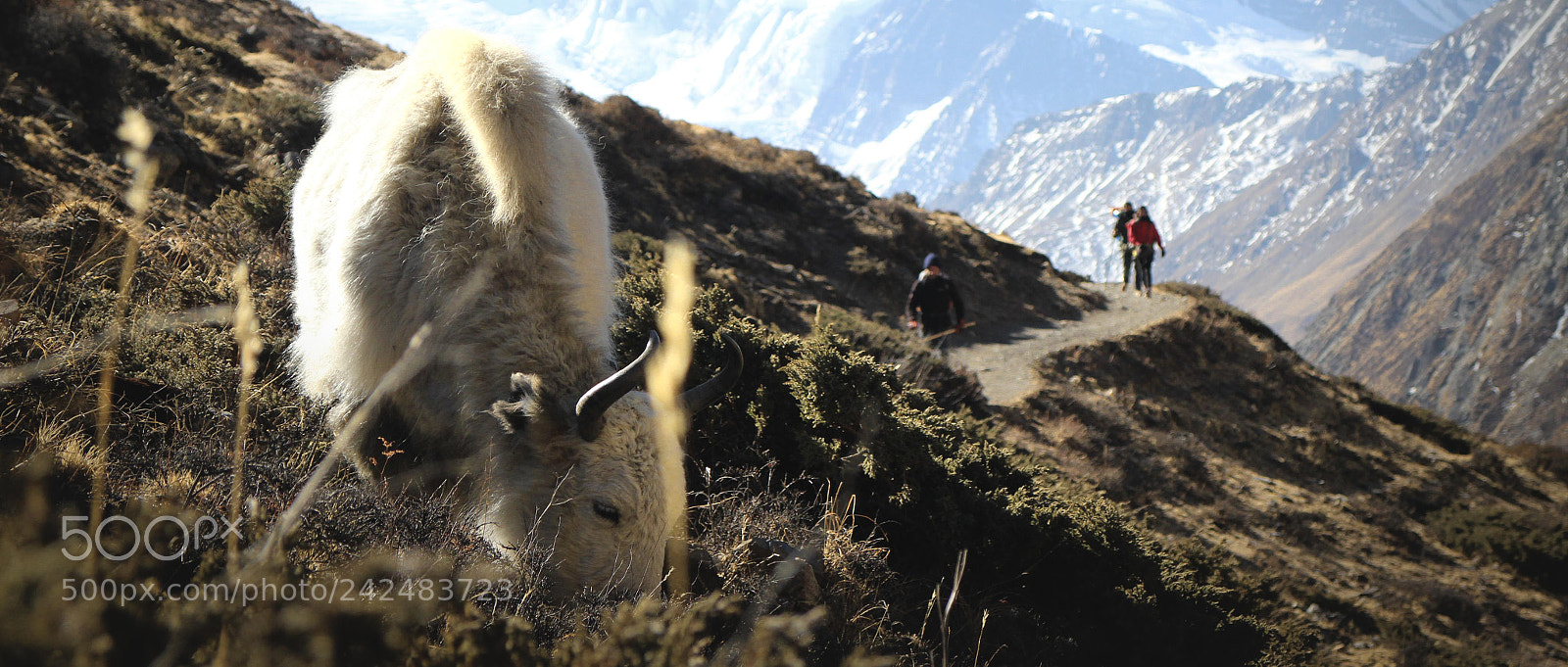 Canon EOS M sample photo. Yak photography