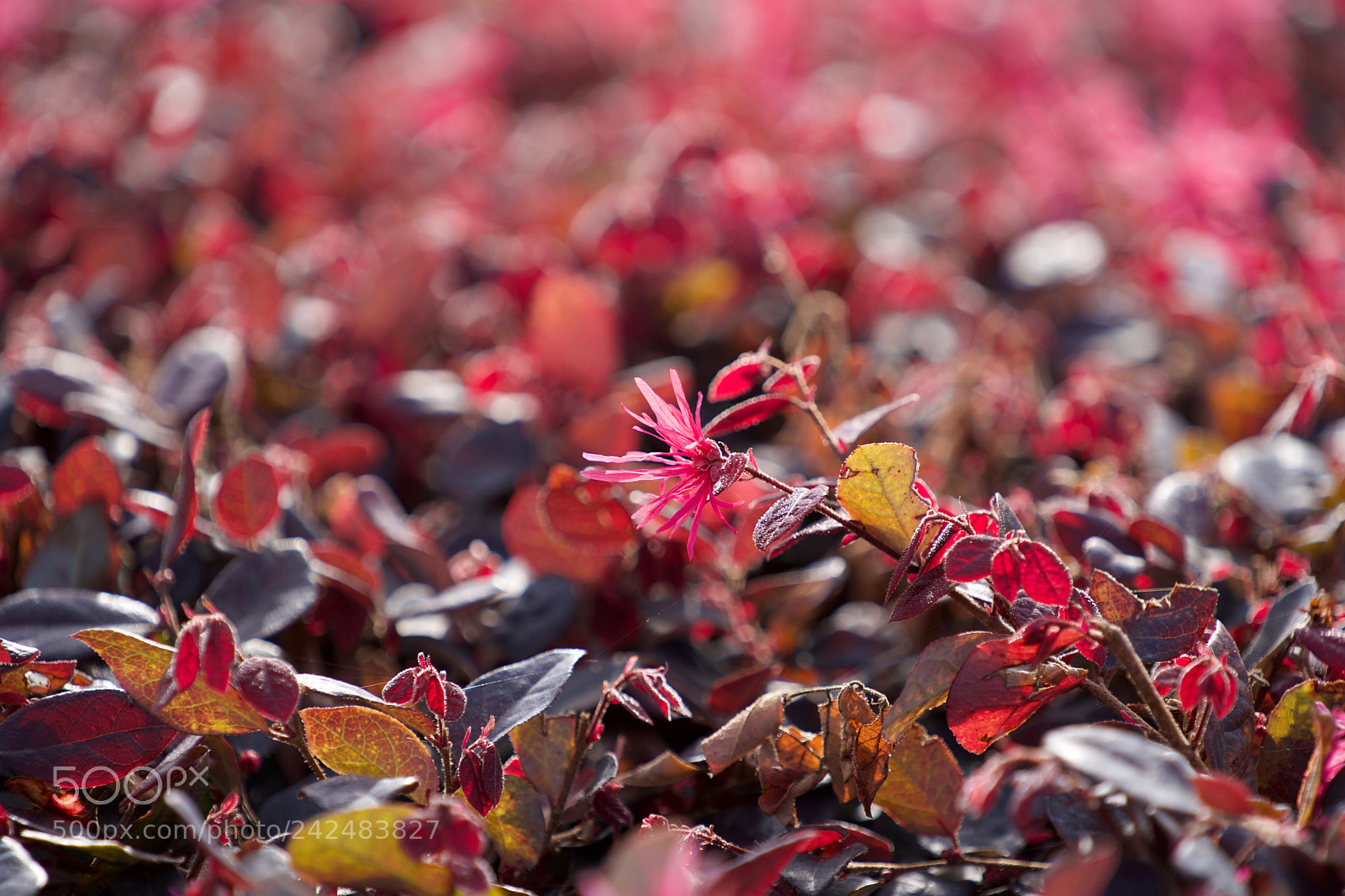 Sony a9 sample photo. Ecstasy photography