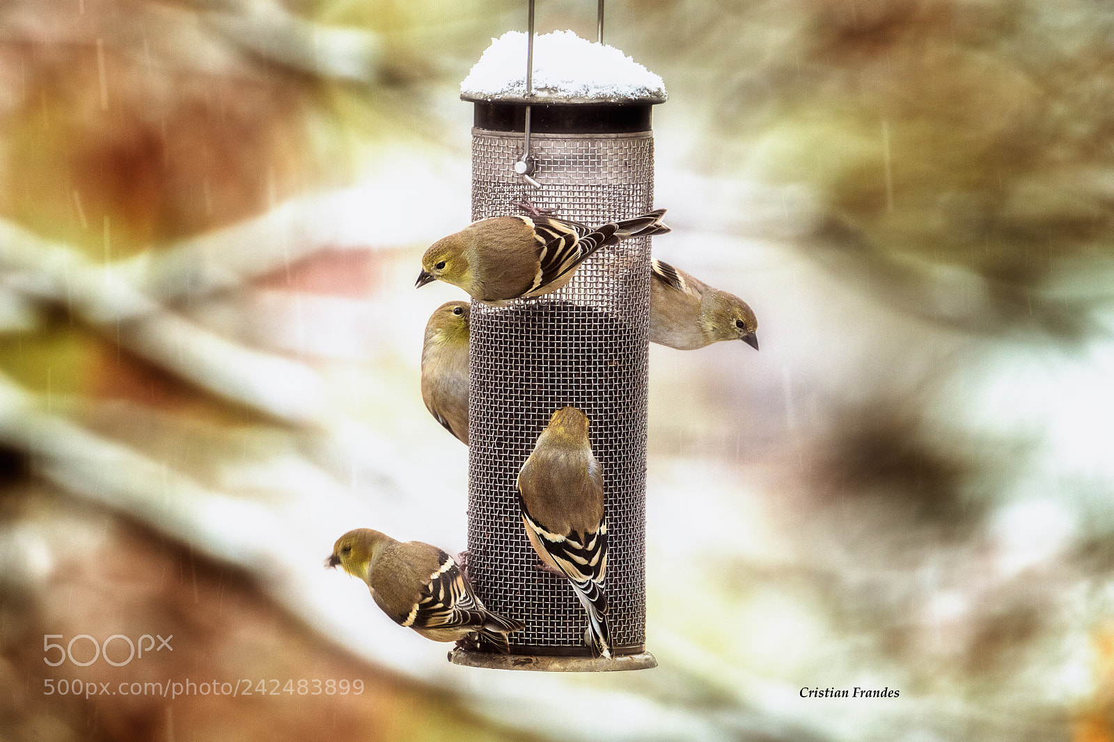 Canon EOS 5DS R sample photo. American goldfinch photography