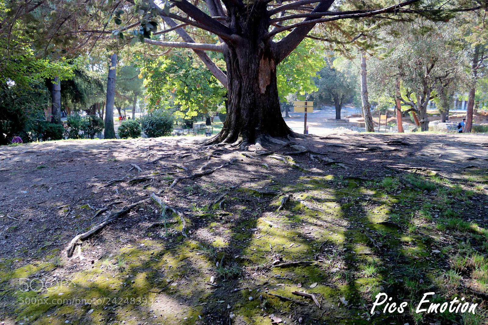 Canon EOS 77D (EOS 9000D / EOS 770D) sample photo. Under the tree photography