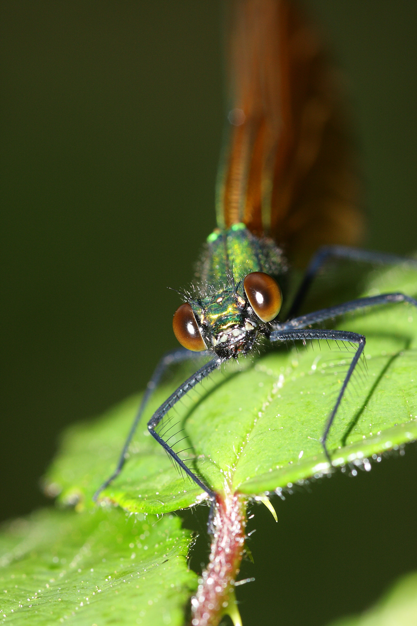 Canon 105mm sample photo. Dragonfly photography