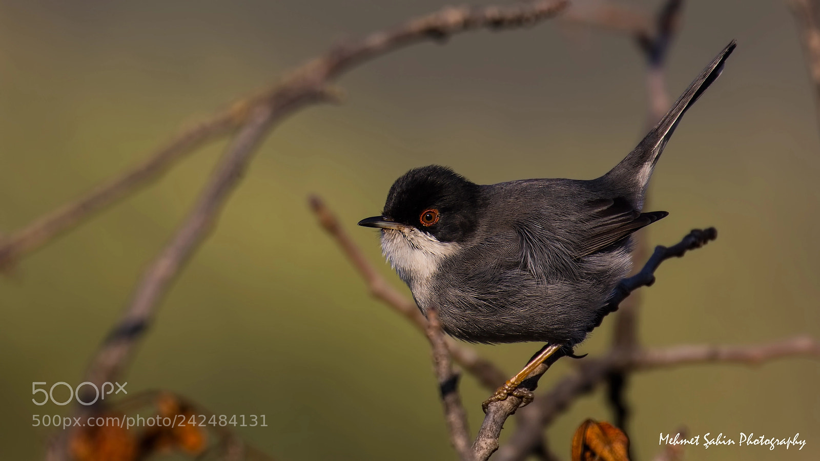 Canon EOS 7D Mark II sample photo. Masked warbler photography