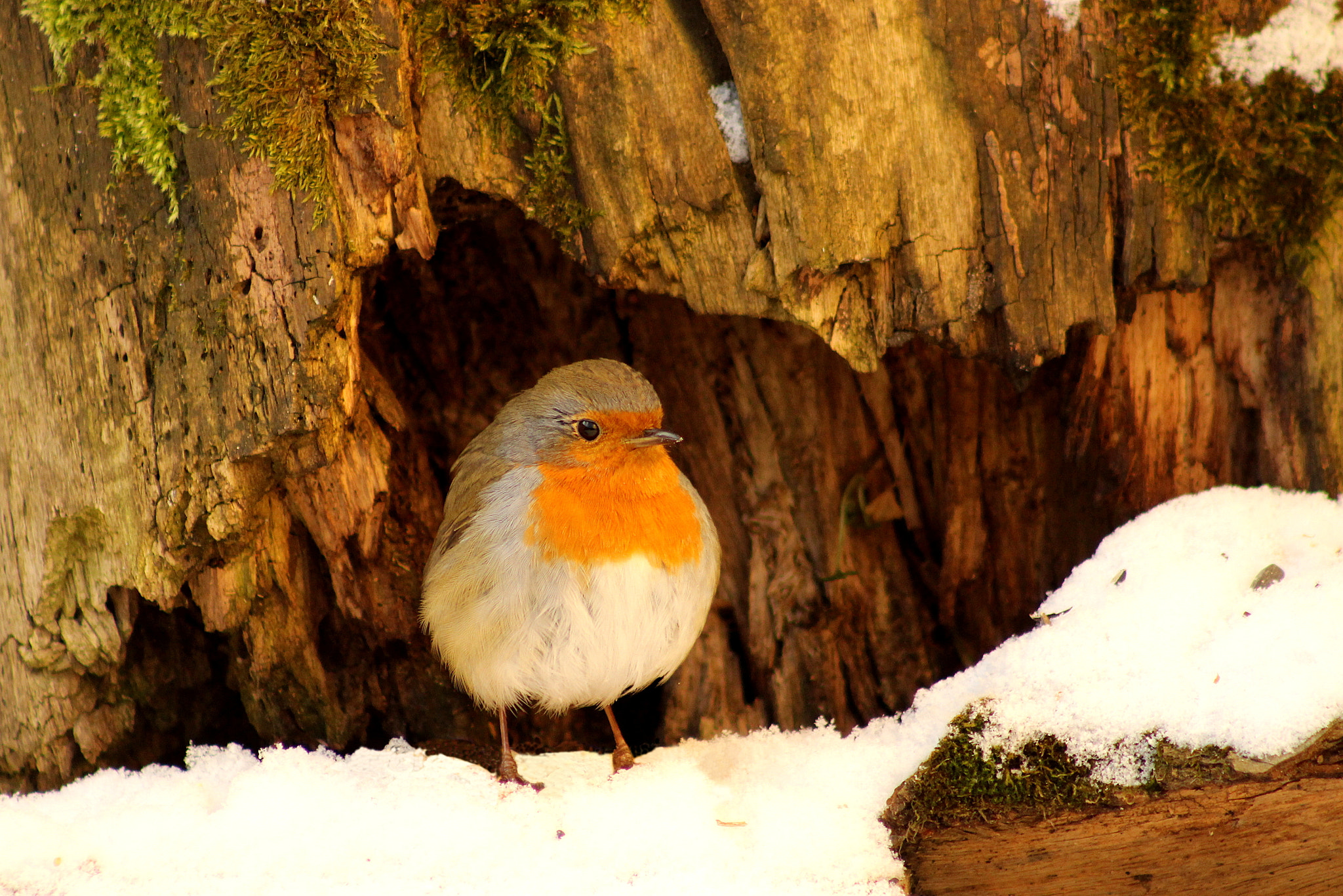 Canon EF 75-300mm f/4-5.6 USM sample photo. Robin photography