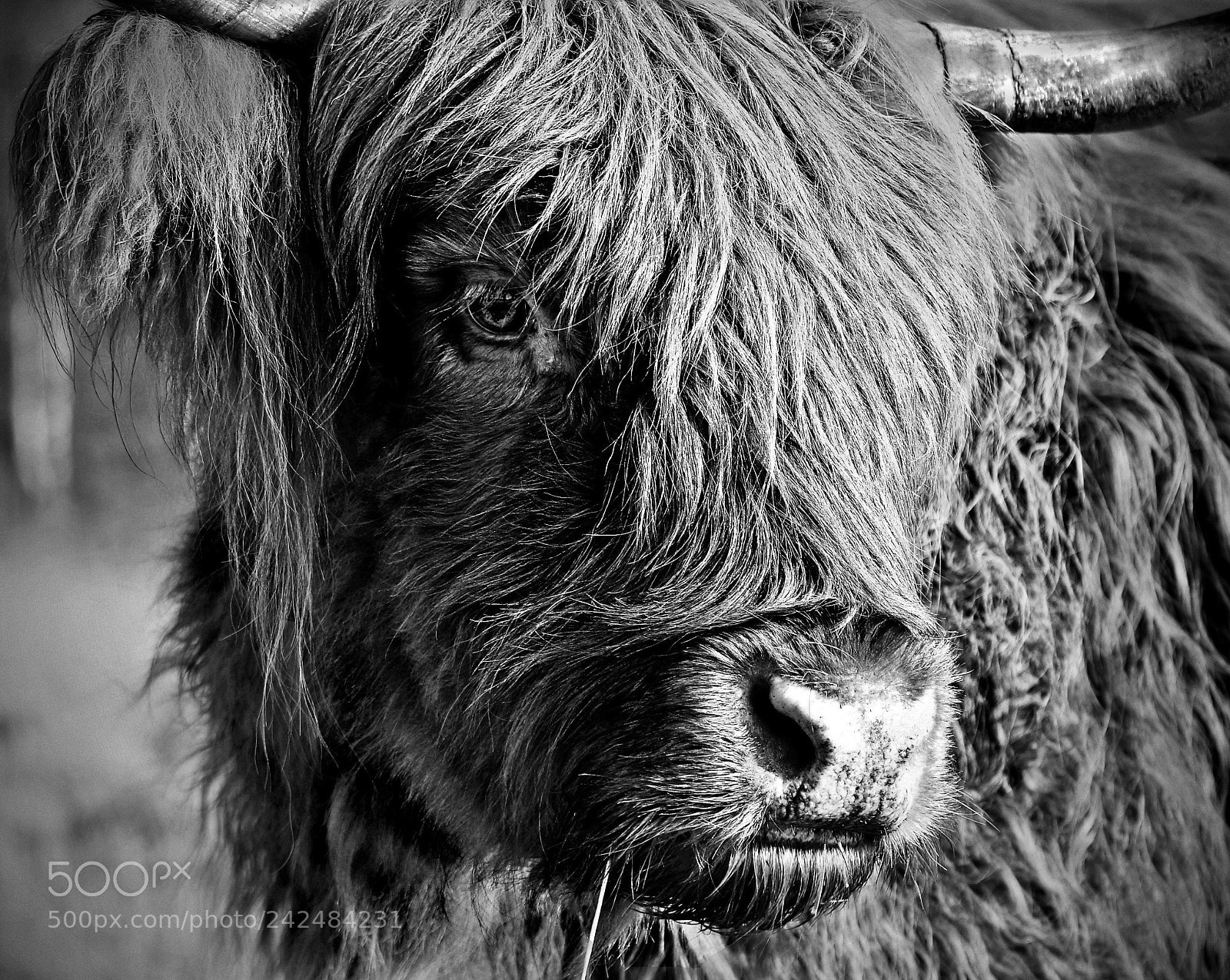 Canon EOS 40D sample photo. Highland cattle photography