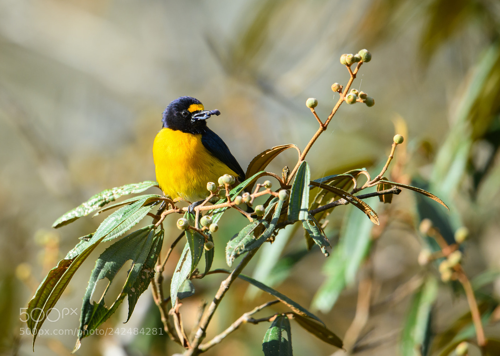 Nikon D850 sample photo. Euphonia photography