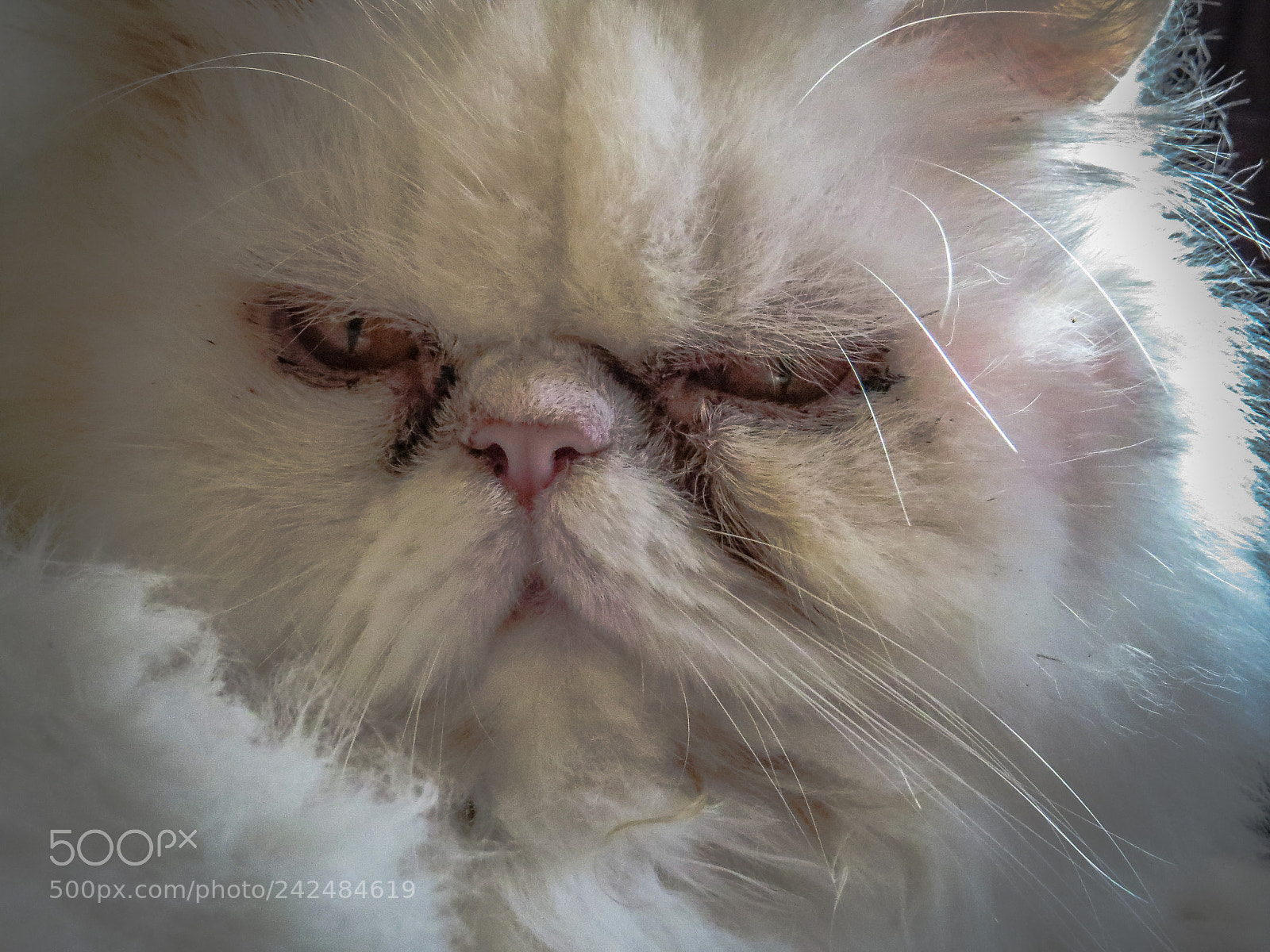 Canon PowerShot SX50 HS sample photo. Angry cat photography
