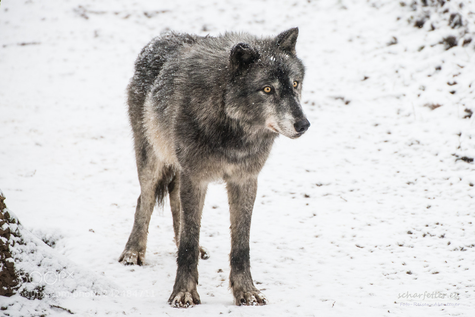 Nikon D800 sample photo. Winter photography