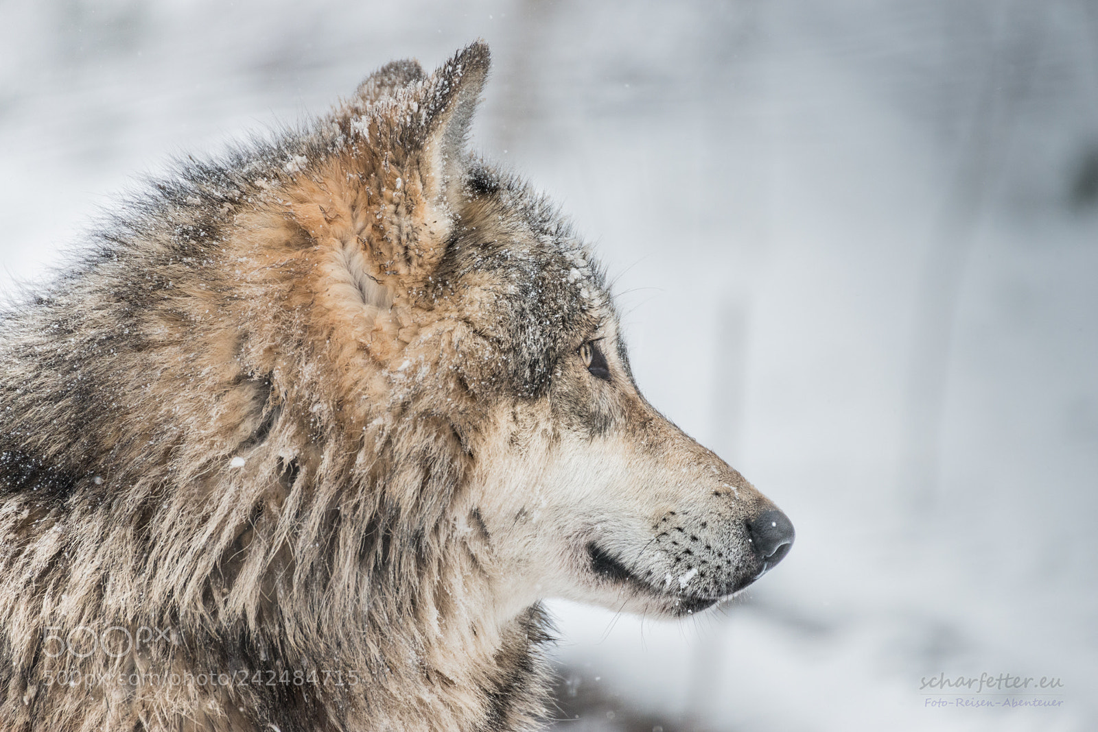 Nikon D800 sample photo. Wolf photography