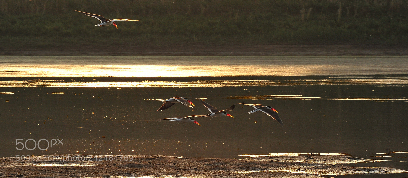 Nikon D3 sample photo. Indian skimmers in the photography
