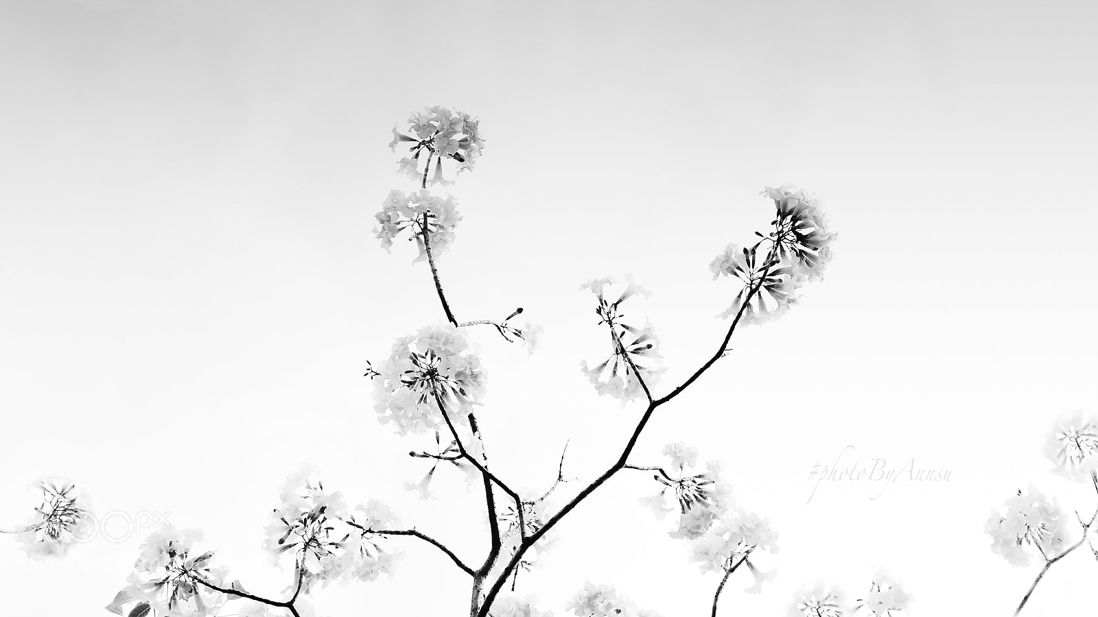 Nikon D7200 sample photo. Flower photography