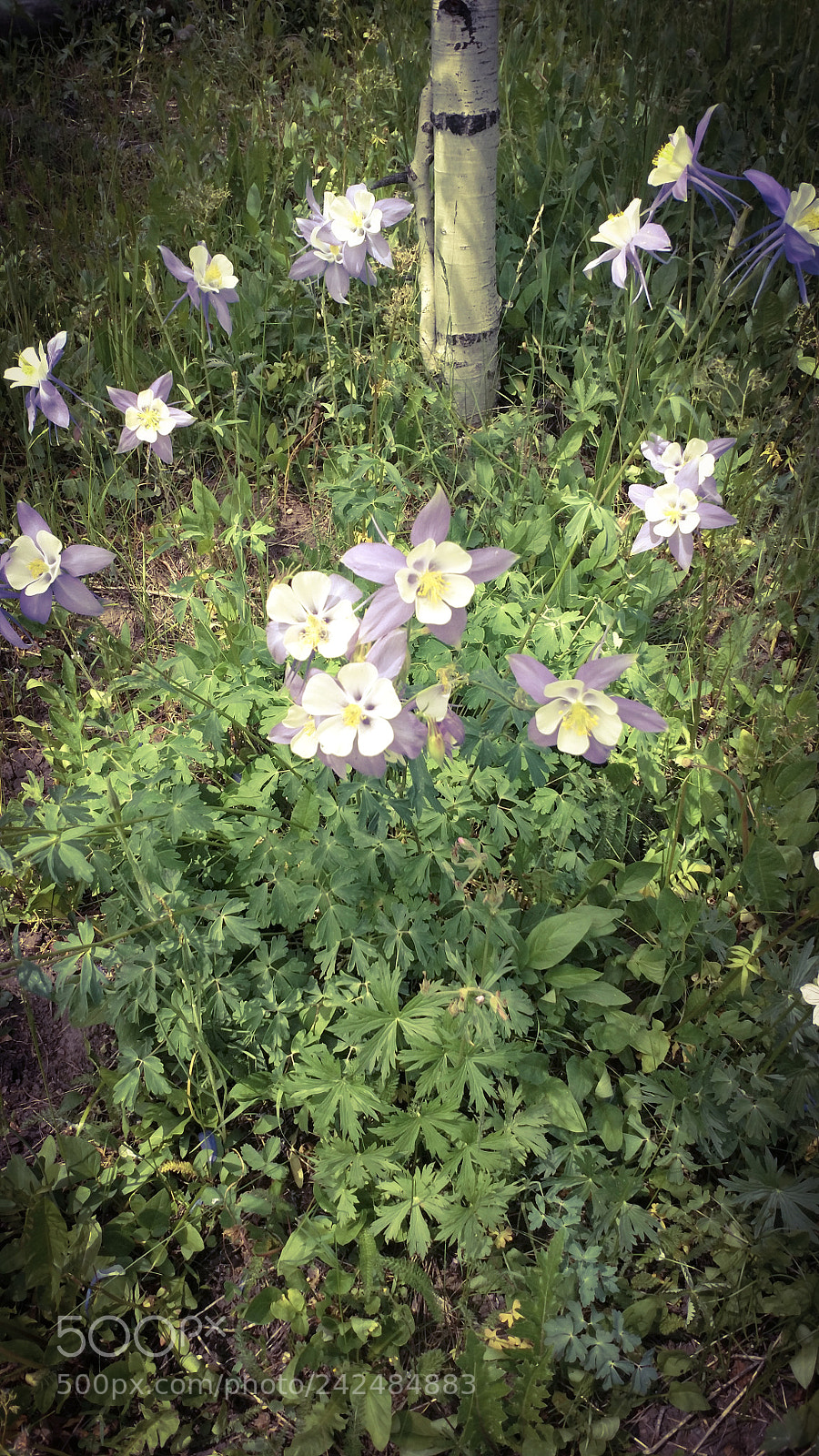 Motorola XT1650 sample photo. State flower photography