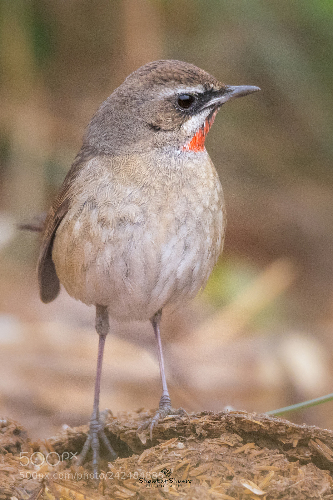 Canon EOS 7D Mark II sample photo. Siberian rubythroat   ♂ photography