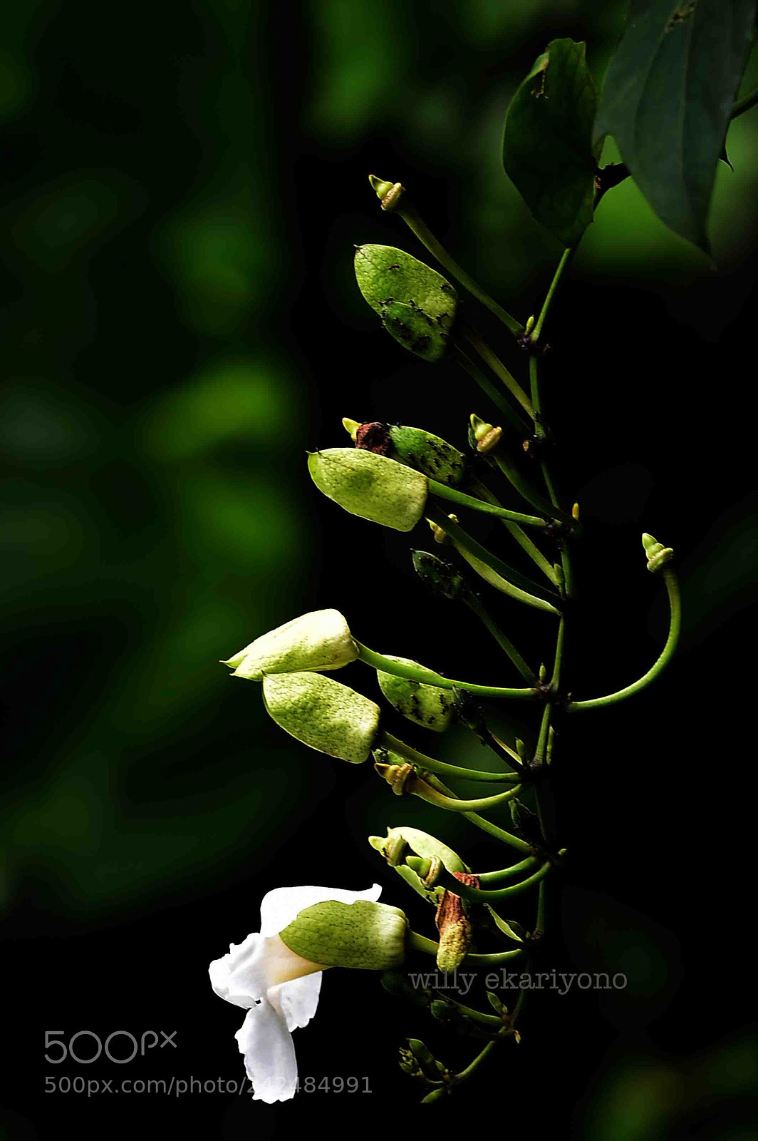 Nikon D4S sample photo. Bungaku photography