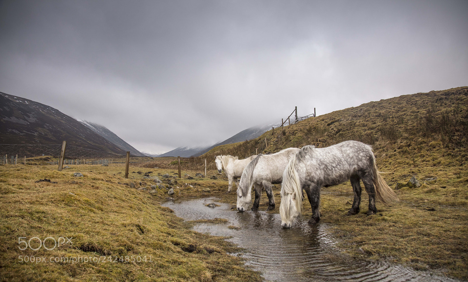 Canon EOS 5DS sample photo. Wild ponies photography