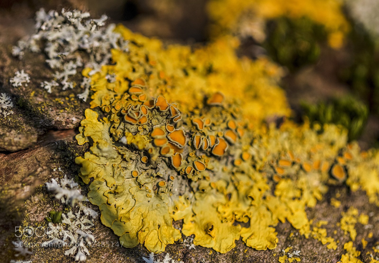 Canon EOS 550D (EOS Rebel T2i / EOS Kiss X4) sample photo. Moss photography