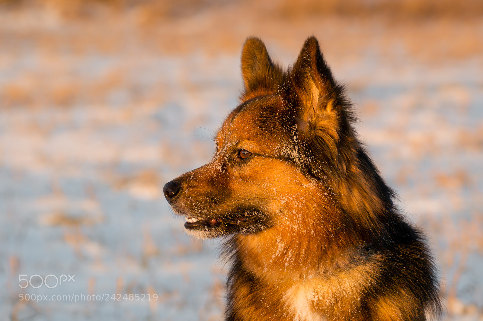 Nikon D3200 sample photo. Golden hour photography