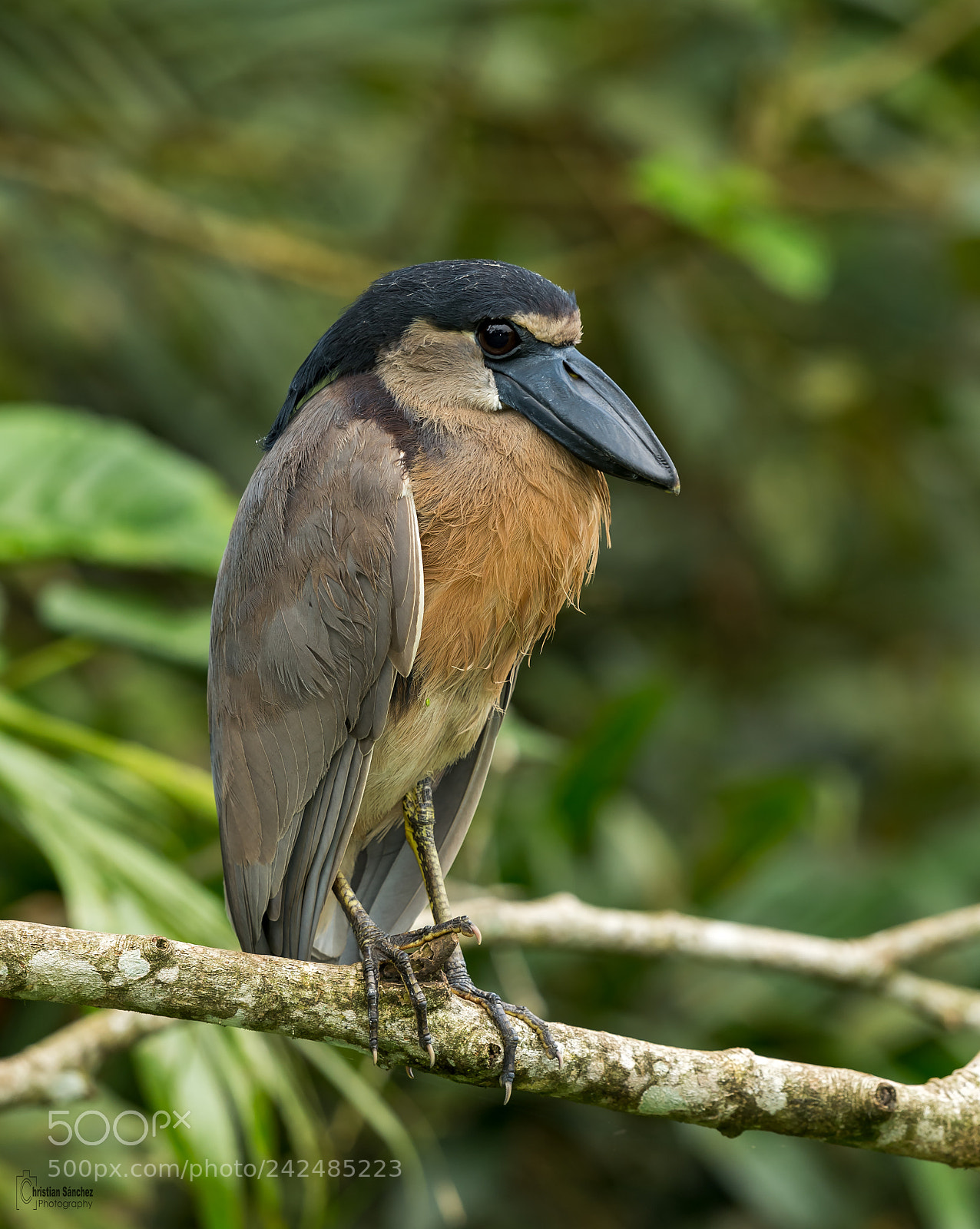 Nikon D4 sample photo. Boat-billed heron photography