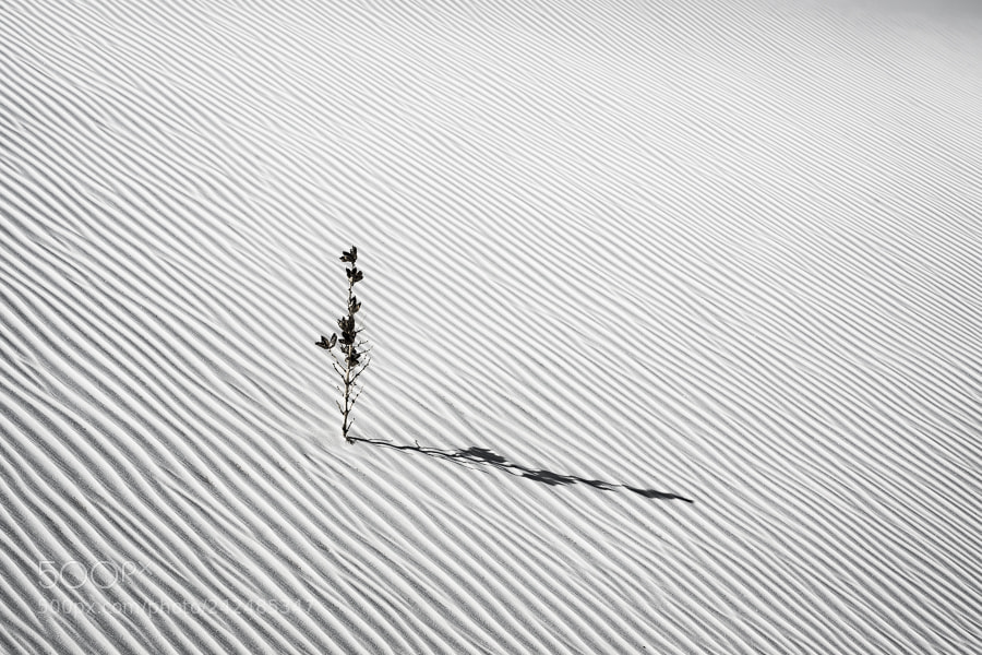 Pentax K-5 sample photo. Across the grain photography