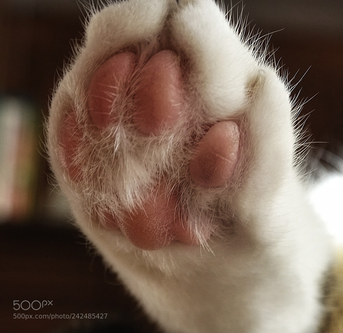 Sony Cyber-shot DSC-HX400V sample photo. Pati photography