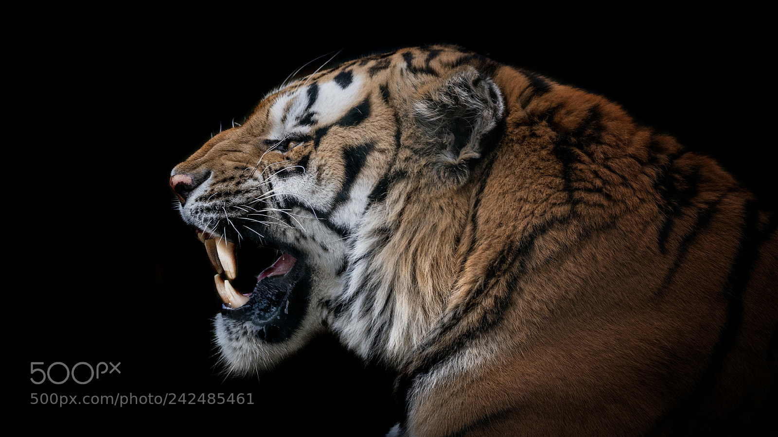 Sony a7R III sample photo. Tiger photography