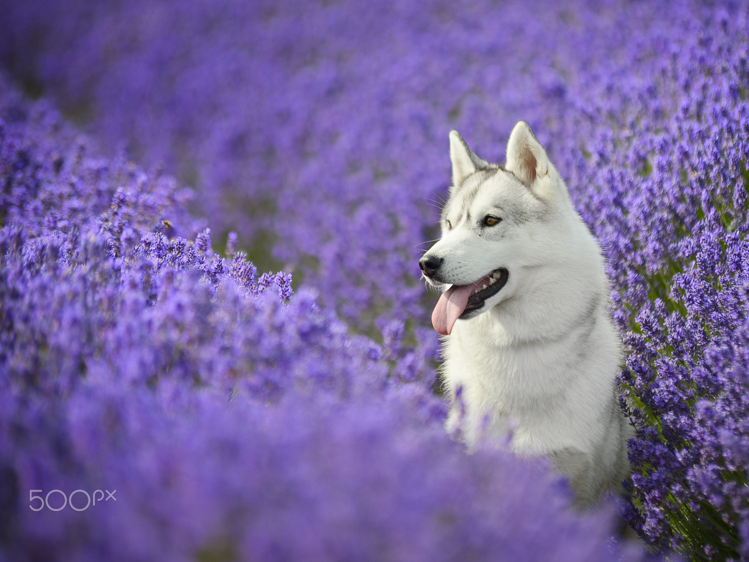Nikon D800 sample photo. San photography
