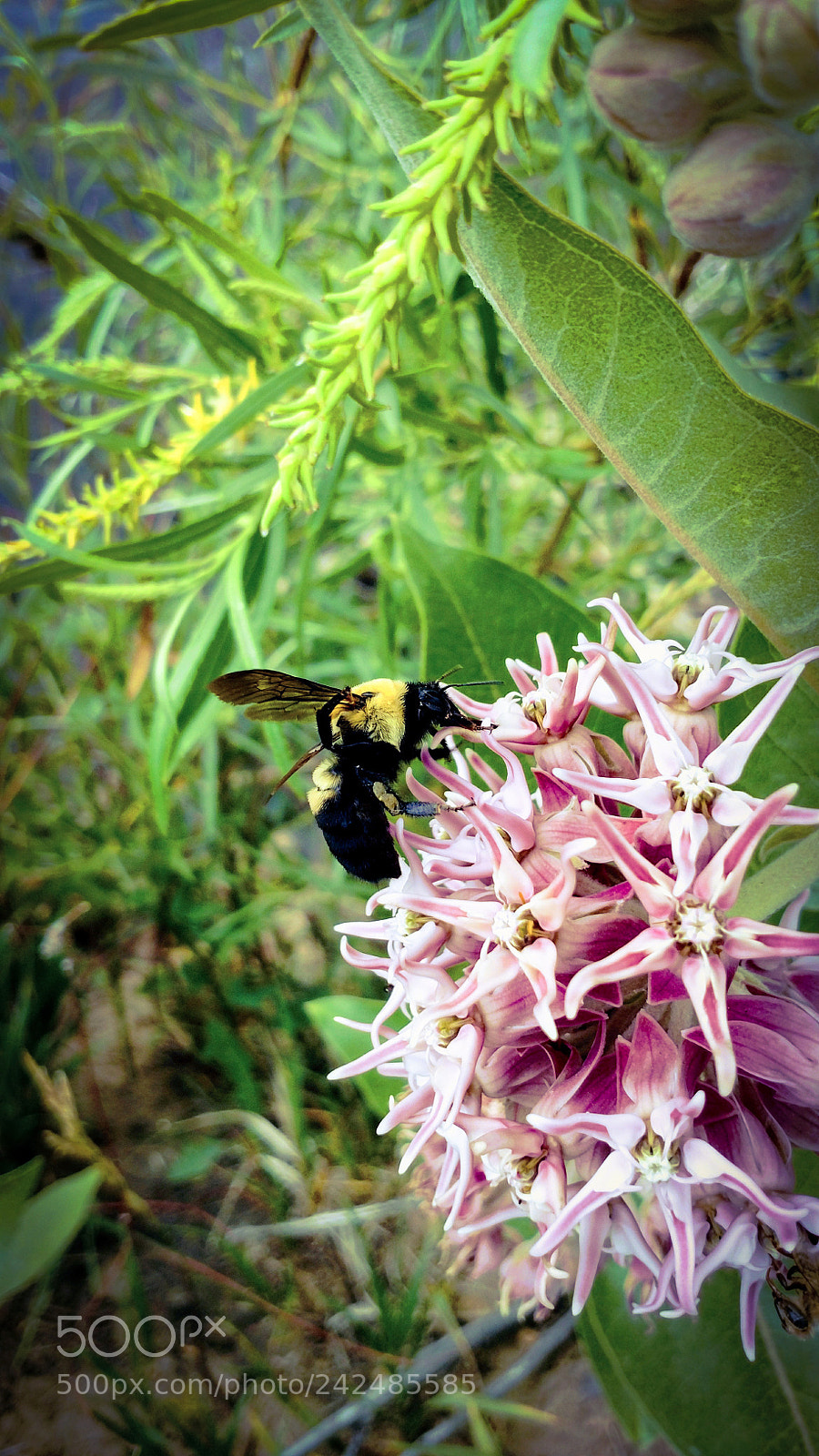 Motorola XT1650 sample photo. Pollinator photography