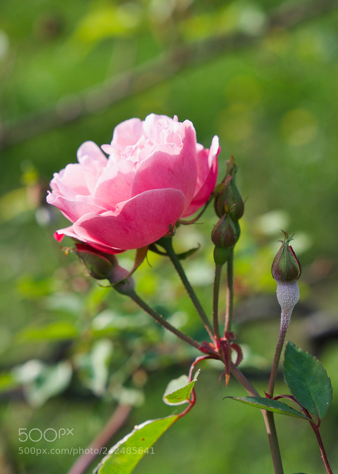 Sony a9 sample photo. Puro amor photography