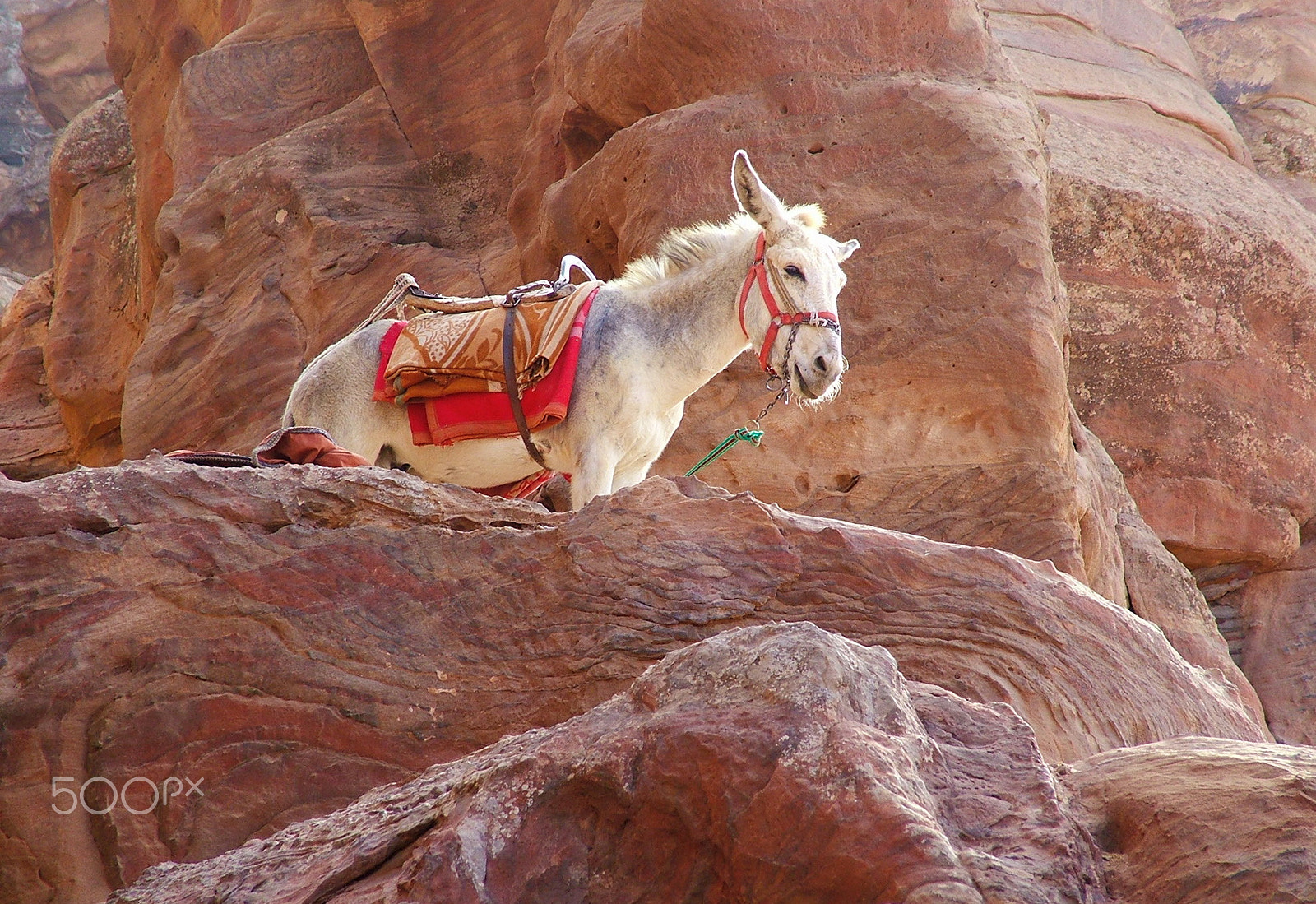 Fujifilm FinePix S7000 sample photo. Gray ass on the mountain photography