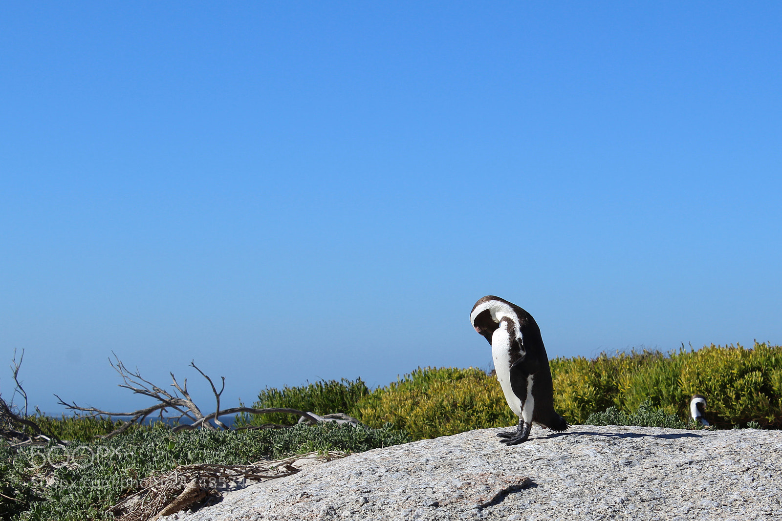Canon EOS 1300D (EOS Rebel T6 / EOS Kiss X80) sample photo. Penguin relax photography