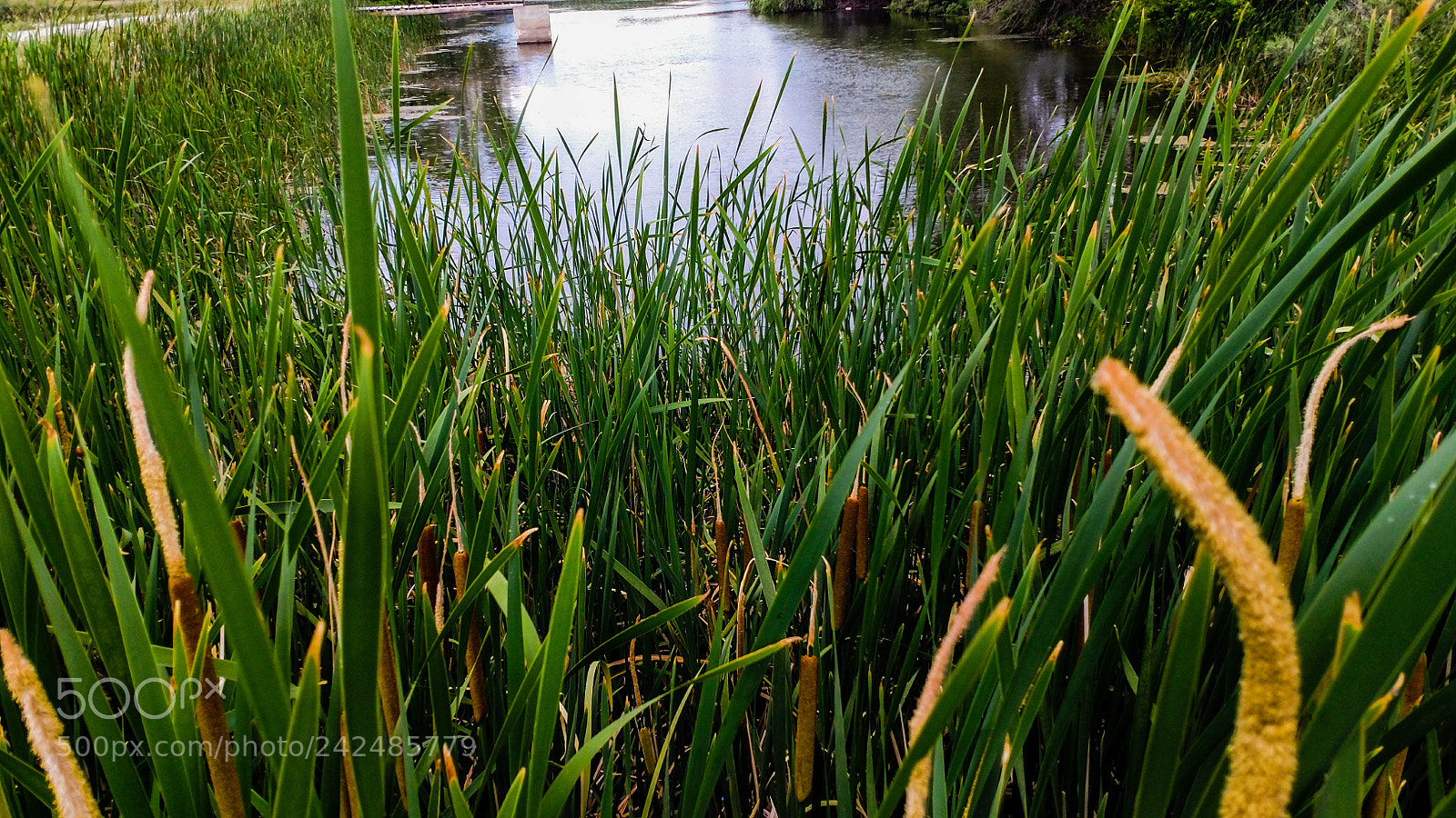 Motorola XT1650 sample photo. Look at me photography