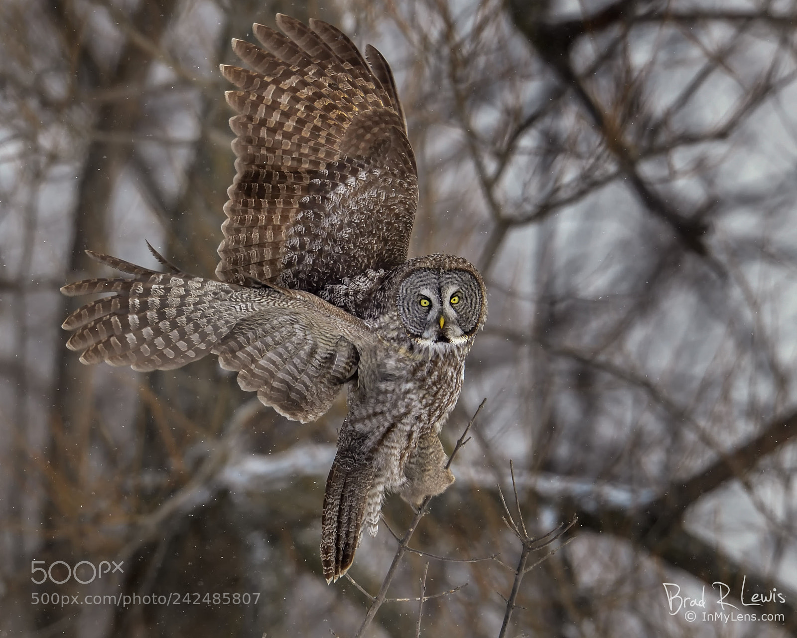 Nikon D5 sample photo. Great gray owl photography