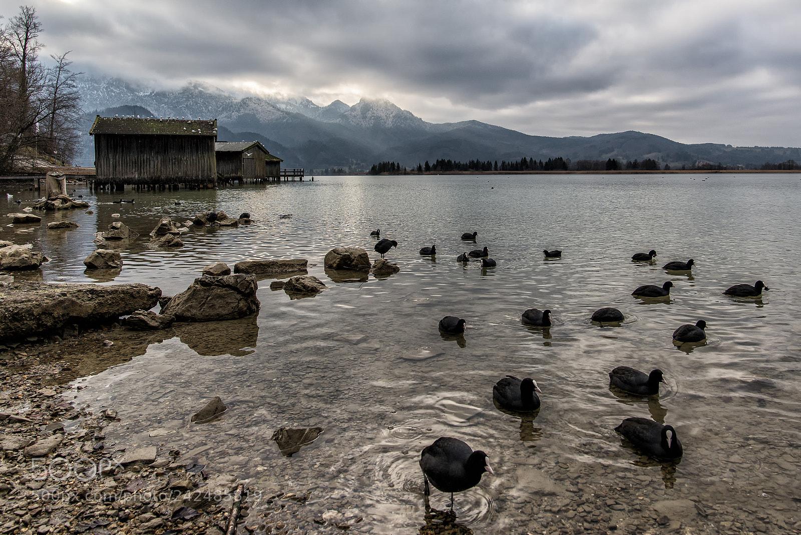 Nikon D600 sample photo. Duckvasion photography