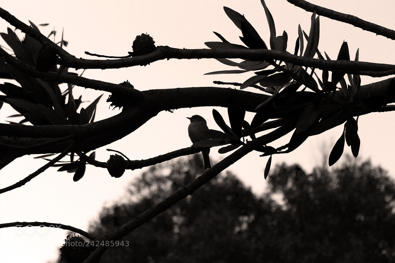 Canon EOS 1300D (EOS Rebel T6 / EOS Kiss X80) sample photo. Birds silhouette photography