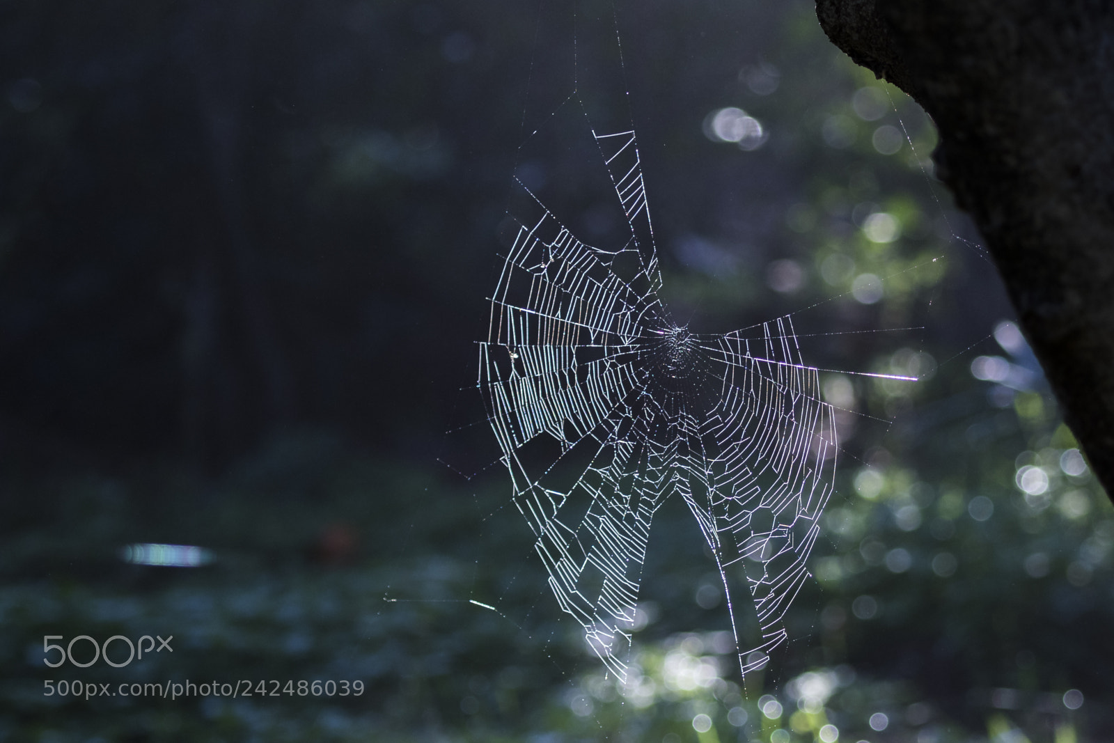 Canon EOS 7D Mark II sample photo. The trap photography