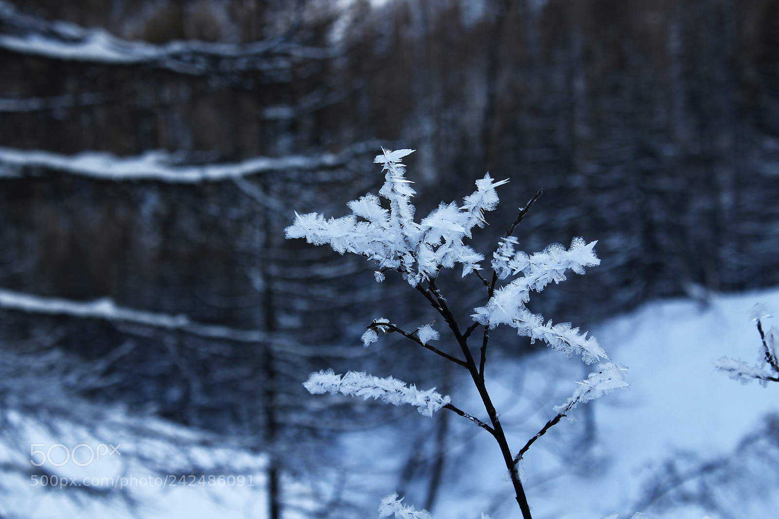 Canon EOS 1200D (EOS Rebel T5 / EOS Kiss X70 / EOS Hi) sample photo. Macro ice photography