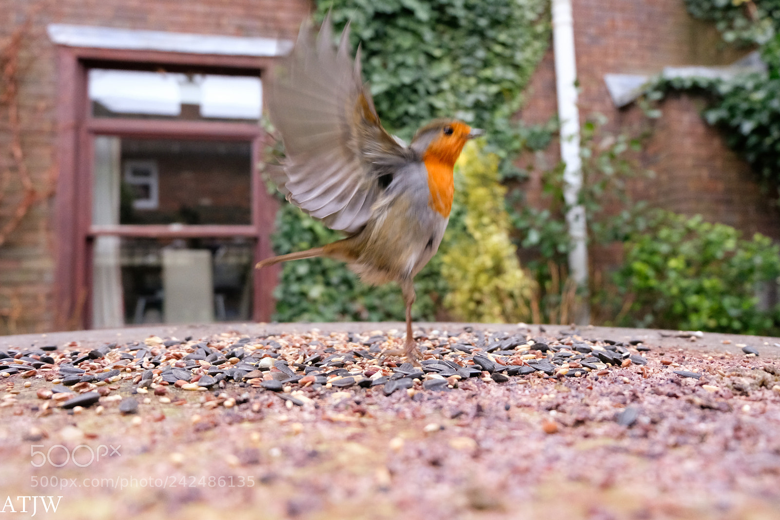 Fujifilm X-T20 sample photo. Feeding robin photography