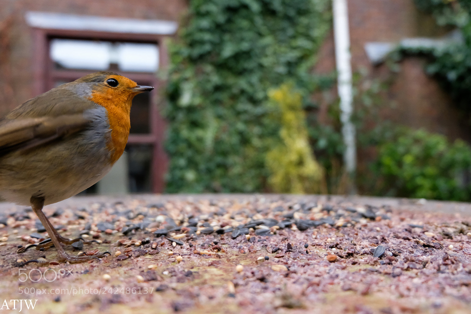 Fujifilm X-T20 sample photo. A feeding robin photography
