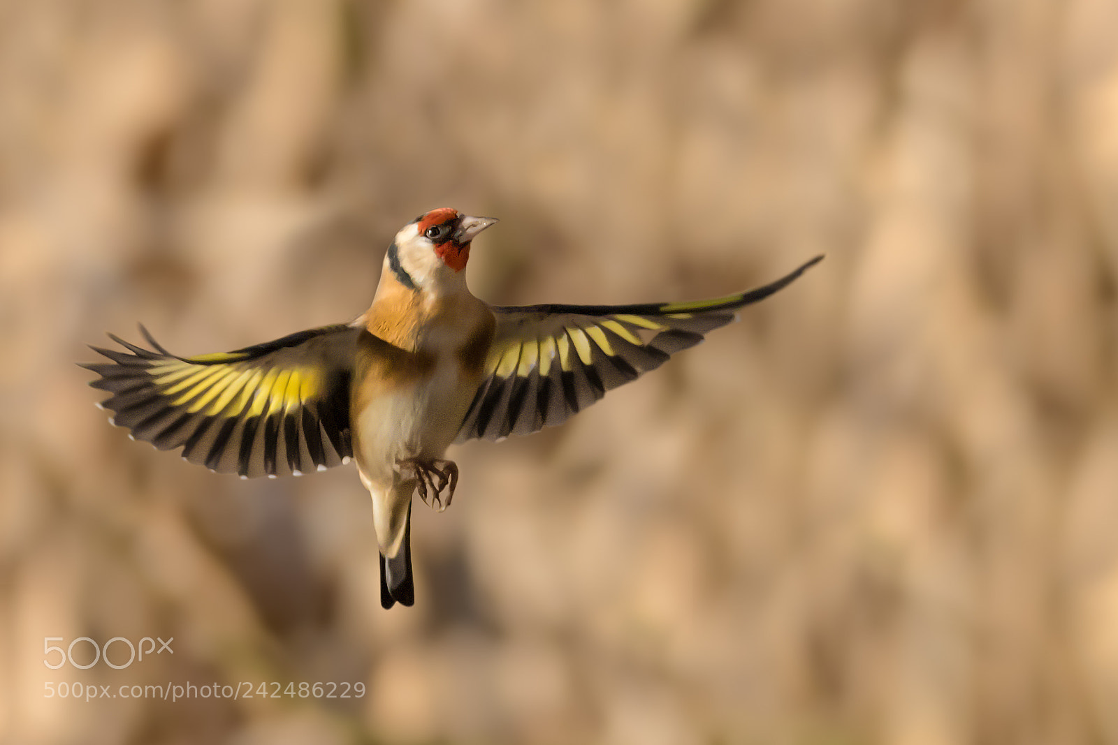 Canon EOS 7D Mark II sample photo. Goldfinch flight display photography