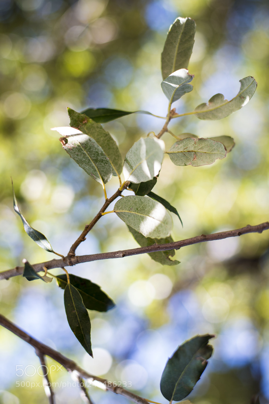 Nikon D800 sample photo. Design of nature photography