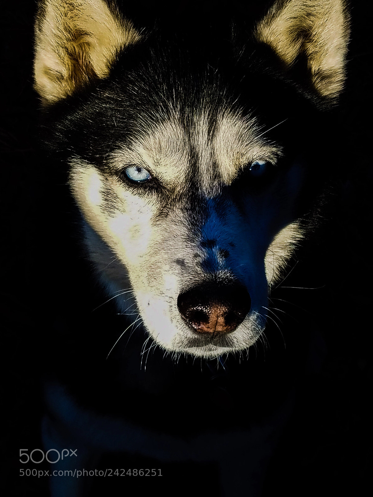 Samsung Galaxy S7 sample photo. Husky photography